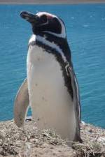 Watch National Geographic Wild Chronicles: Penguins M4ufree