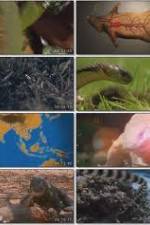 Watch National Geographic Wild : Deadliest Animals Asia Pacific M4ufree