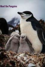 Watch Meet the Penguins Online M4ufree