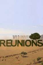 Watch Wild Animal Reunions M4ufree