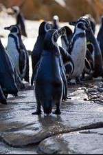 Watch M4ufree Meet the Penguins Online