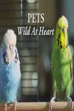 Watch Pets - Wild at Heart M4ufree