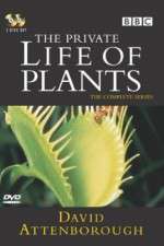 Watch The Private Life of Plants M4ufree