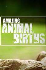 Watch Amazing Animal Births M4ufree