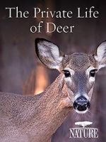 Watch The Private Life of Deer M4ufree
