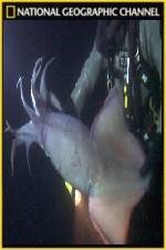 Watch National Geographic Hooked Squid Invasion M4ufree