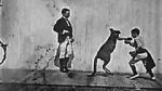Watch The Boxing Kangaroo (Short 1896) M4ufree