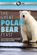 Watch The Great Polar Bear Feast M4ufree
