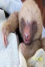 Watch Too Cute! Baby Sloths M4ufree