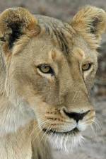 Watch Last Lioness: National Geographic M4ufree