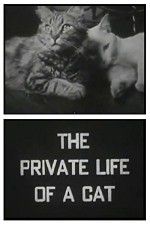 Watch The Private Life of a Cat M4ufree