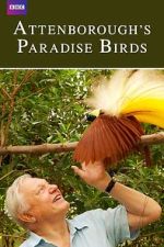 Watch Attenborough's Paradise Birds M4ufree