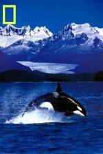Watch National Geographic Killer Whales Of The Fjord M4ufree