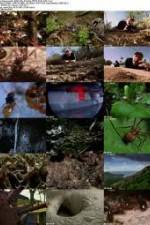 Watch National Geographic Wild - City Of Ants M4ufree