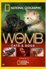 Watch National Geographic In The Womb  Cats M4ufree