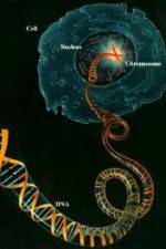 Watch Horizon: Miracle Cure? A Decade of the Human Genome M4ufree