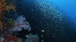 Watch Wild Window: Bejeweled Fishes M4ufree