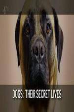 Watch Dogs: Their Secret Lives M4ufree