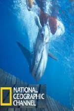 Watch National Geographic Shark Men Surfs Up M4ufree