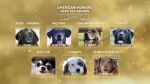 Watch American Humane Hero Dog Awards: 10th Anniversary Celebration (TV Special 2020) M4ufree