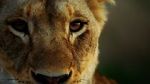 Watch Malika the Lion Queen M4ufree