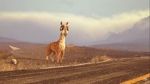 Watch Caminandes: Llama Drama (Short 2014) M4ufree