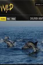 Watch National Geographic Wild Dolphin Army M4ufree