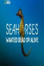 Watch National Geographic - Wild Seahorses Wanted Dead Or Alive M4ufree