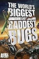 Watch Worlds Biggest and Baddest Bugs M4ufree