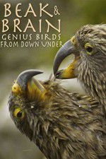 Watch Beak & Brain - Genius Birds from Down Under M4ufree