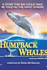 Watch Humpback Whales M4ufree