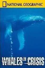 Watch National Geographic: Whales in Crisis M4ufree