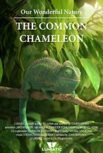 Watch Our Wonderful Nature - The Common Chameleon M4ufree