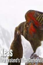 Watch Keas: New Zealand\'s Witty Daredevils M4ufree