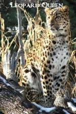 Watch National Geographic Leopard Queen M4ufree