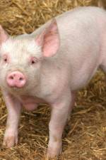 Watch Patent For A Pig: The Big Business of Genetics M4ufree