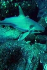 Watch National Geographic: Secret Shark Pits M4ufree