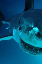 Watch National Geographic. Shark attacks investigated M4ufree