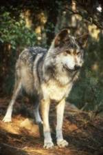 Watch National Geographic Wild - Inside the Wolf Pack M4ufree