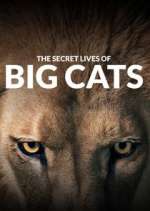 Watch The Secret Lives of Big Cats M4ufree