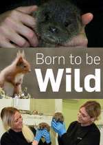 Watch Born to Be Wild M4ufree
